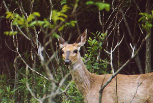 Syracuse and Town of DeWitt officials are considering different ways to address local deer overpopulation amid concerns of Lyme disease transmission. 